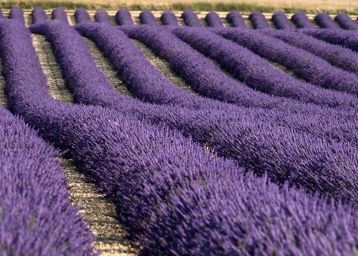 La Provencale